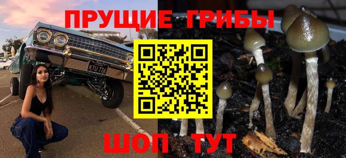 Псилоцибиновые грибы Psilocybe Нарткала